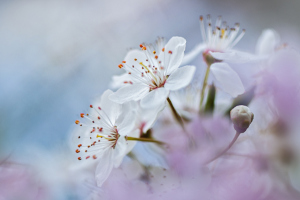 Wild Black Cherry Flowers